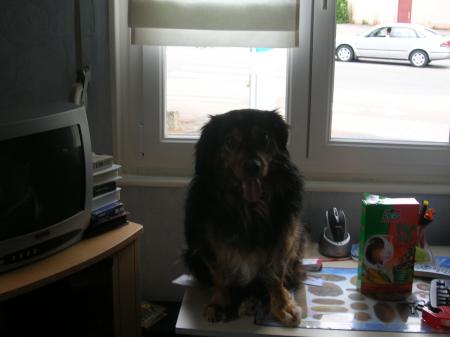 MON CHIEN